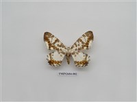 藏品(尺蛾229)的圖片